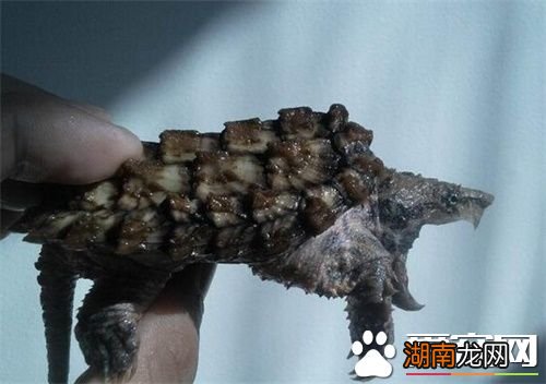 游戏专题 第47页
